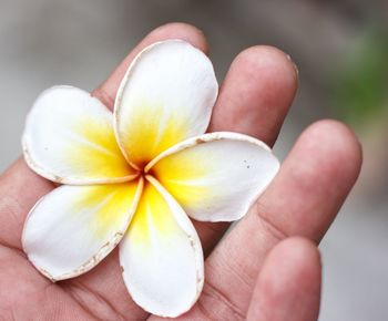 Close-up of hand holding yellow flower