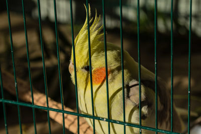 Australian cockatoo