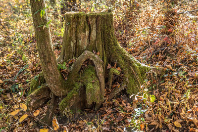 Trees in forest