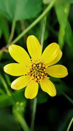 Close-up of yellow flowering plant