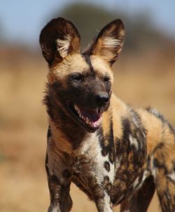 Close-up portrait of a dog