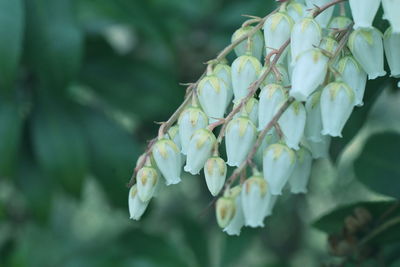 Close-up of white flowering plant