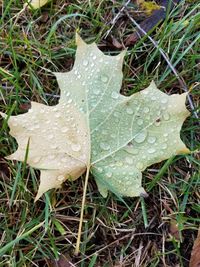 Close-up of wet grass on field