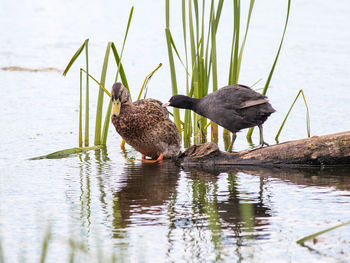 Mallard duck in lake