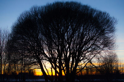 Close-up of silhouette tree against sky