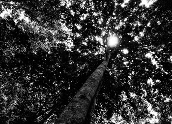 Low angle view of trees in forest against sky