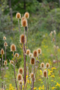 Close-up of thistle flowers