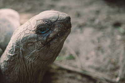 Close-up of a turtle on land
