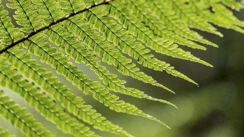 Close-up of green leaves