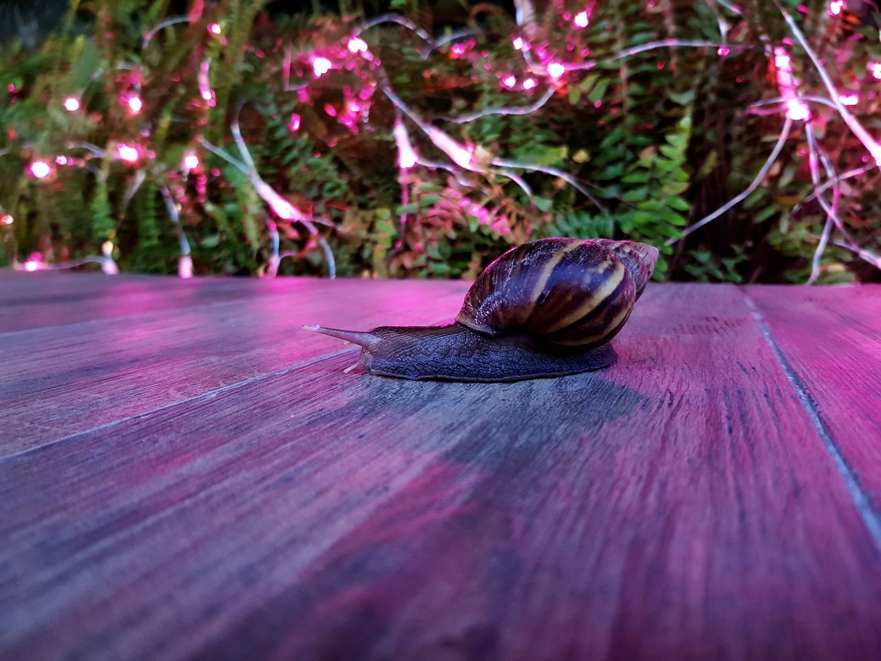 CLOSE-UP OF SNAIL ON WOOD