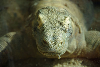 Komodo dragon, an endangered monitor lizard from indonesia