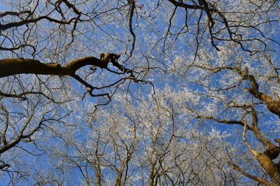 Low angle view of bare tree against clear sky