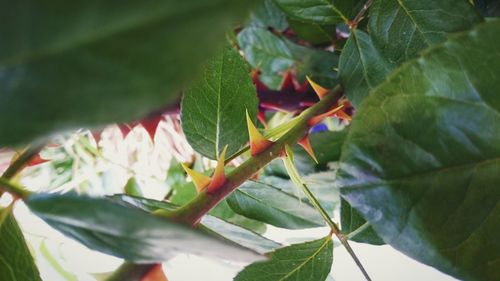 Close-up of green leaves on plant