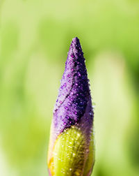 Close-up of purple flowering plant