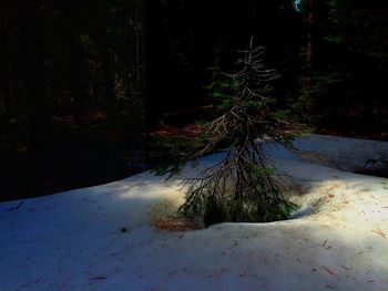 Reflection of trees in water