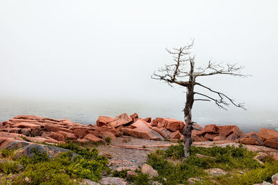 Bare tree on rock against sky