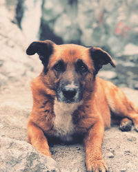 Close-up portrait of dog relaxing on land