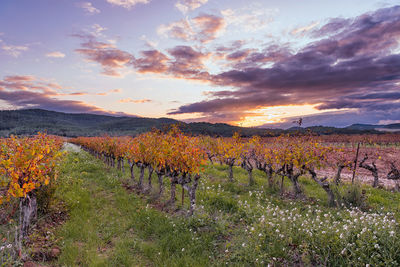 Scenic view of vineyard against sky during sunset