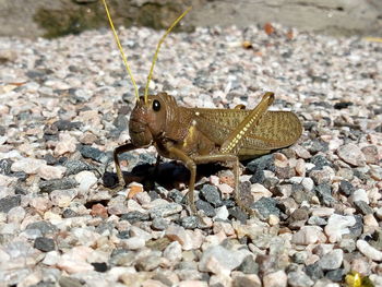 Close-up of insect on rock