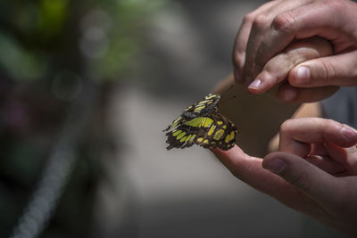 Close-up of butterfly on hand holding leaf