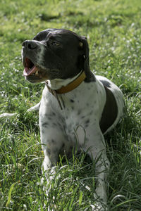 Close-up of dog relaxing on grass