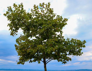 tree