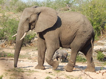 Elephant in a field