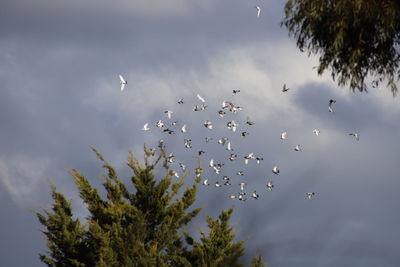 Low angle view of birds flying in sky