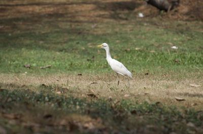 Bird perching on a field