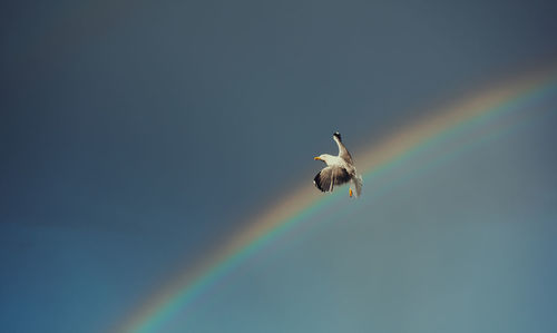 Low angle view of bird flying in sky