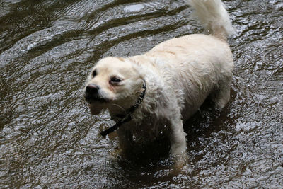 High angle view of wet dog in lake