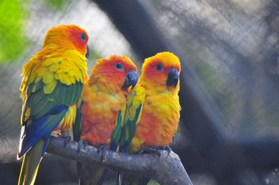 Close-up of parrot perching on branch