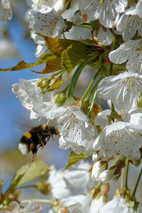 Close-up of bee on white flowers