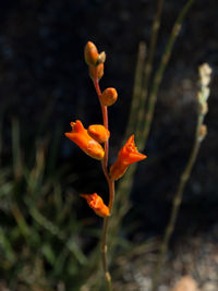 Close-up of orange rose flower