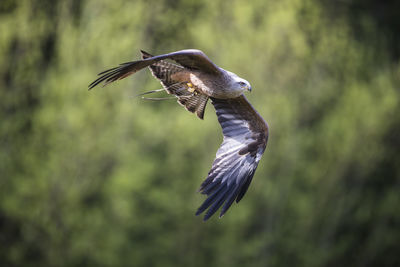 Close-up of eagle flying