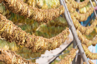 Close-up of dead plant