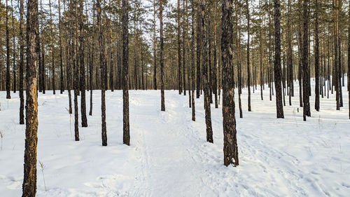 Trees on snow covered field during winter