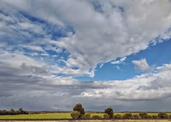 Trees on field against sky