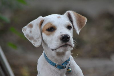 Close-up portrait of a dog