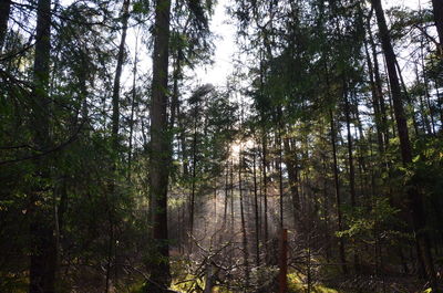 Low angle view of trees in forest