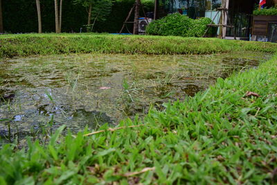 Surface level of grass growing in water