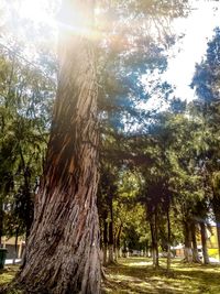 Sunlight streaming through trees in forest