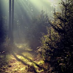 Scenic view of forest