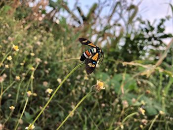 Close-up of butterfly pollinating on flower