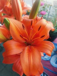 Close-up of orange flowering plant