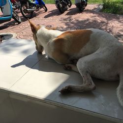 High angle view of dog lying down on floor