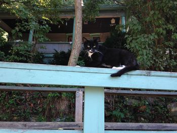 Cat relaxing on wood