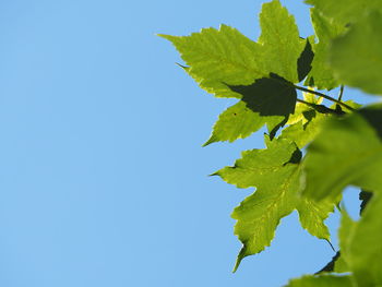 Low angle view of leaves against clear blue sky