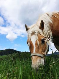 Close-up of horse grazing on grassland