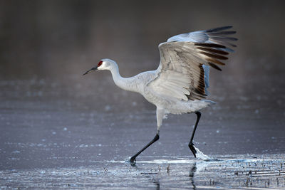 Side view of a bird flying over water